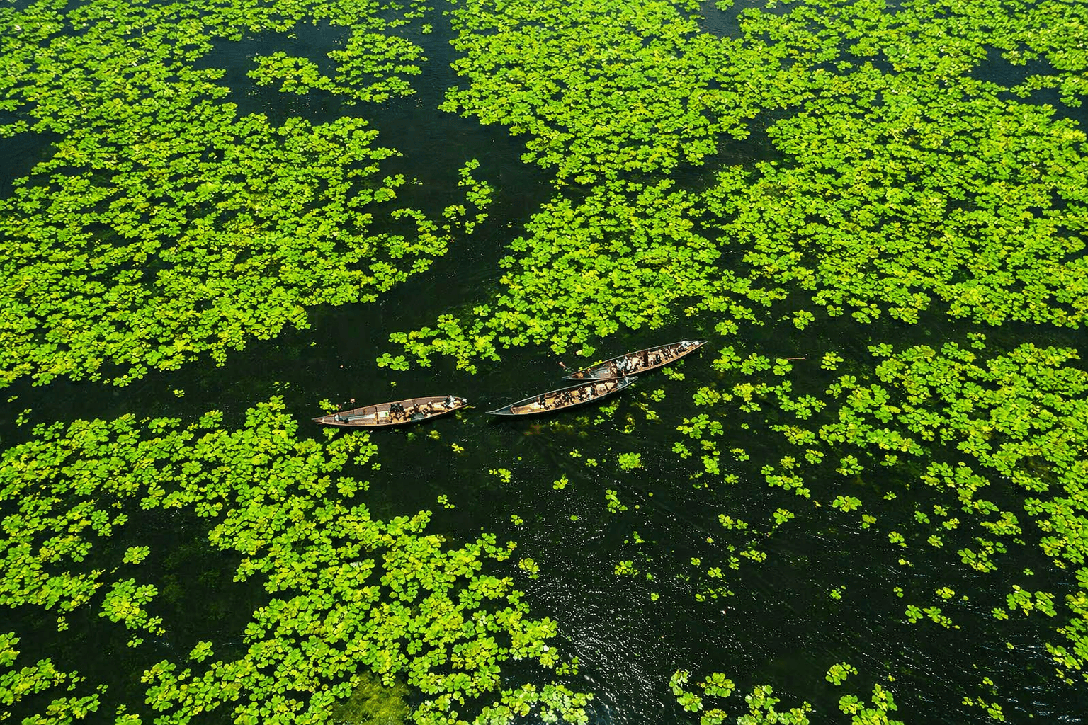 lake with greenery