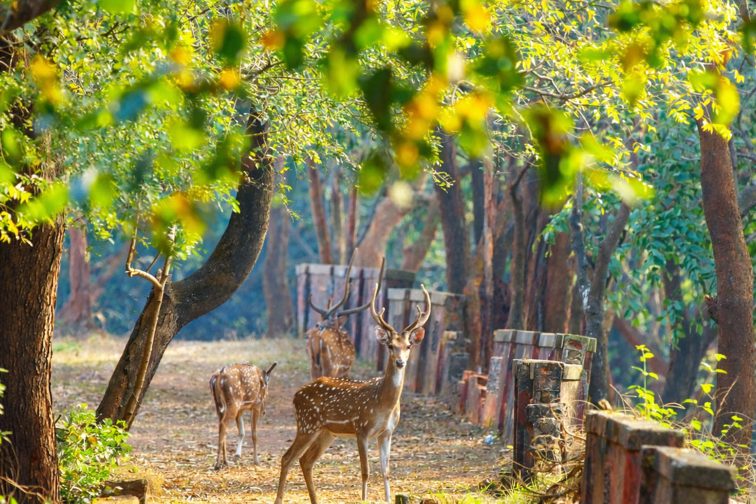Deers at wildlife sanctuary way